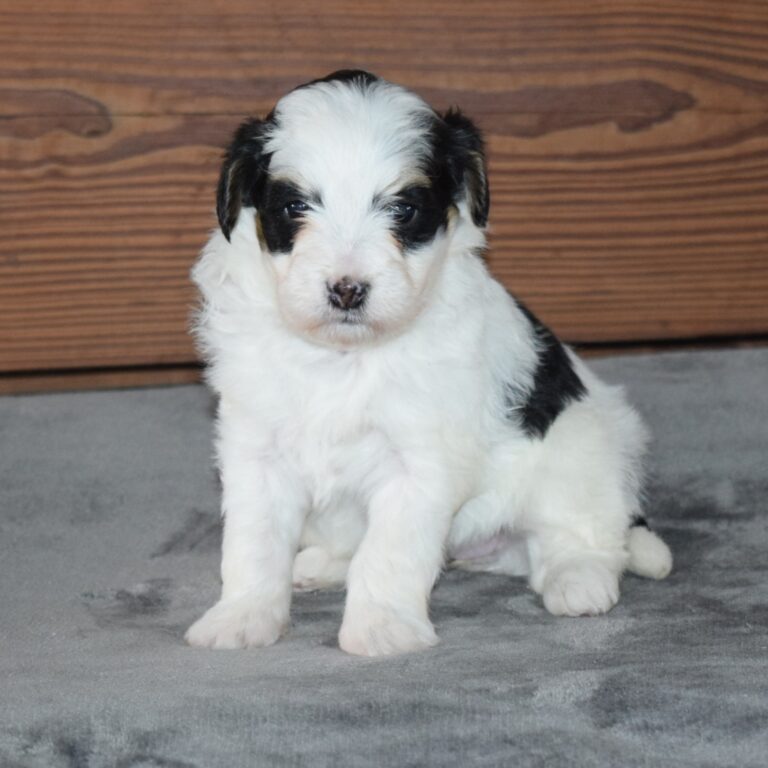 Tiny Bernedoodle Black & white Tri-color female puppy. Non-shedding Micro-Mini Bernedoodle puppy