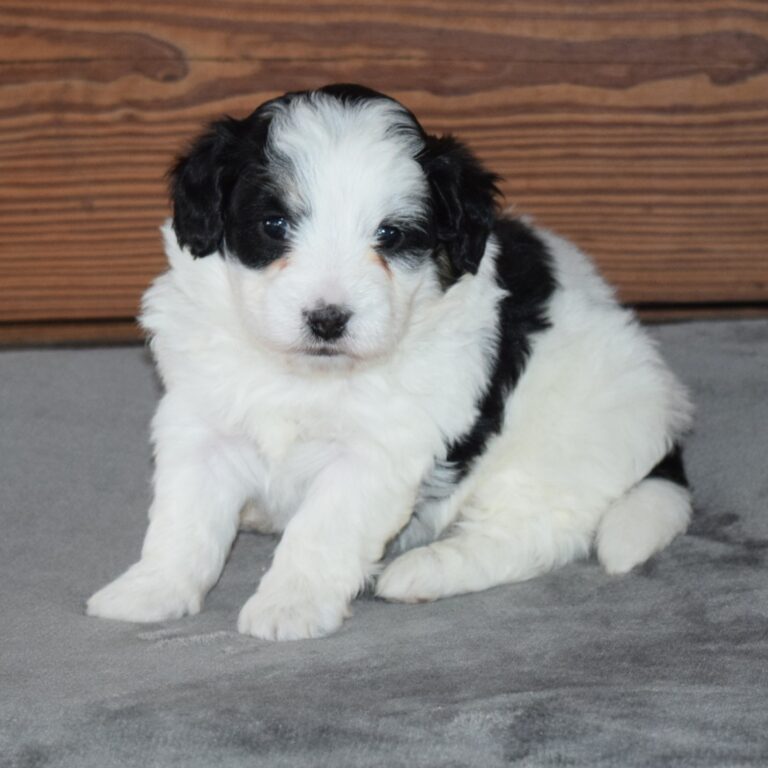 Tiny Bernedoodle Black & white Tri-color female puppy. Non-shedding Micro-Mini Bernedoodle puppy