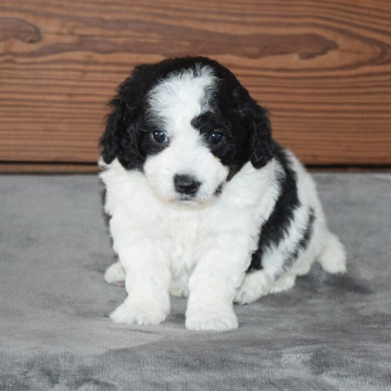 Tiny Bernedoodle Black & white Tri-color male puppy. Non-shedding Micro-Mini Bernedoodle puppy
