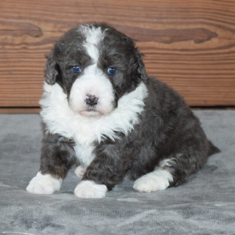 Blue Merle Tri-color F1b Tiny Bernedoodle male puppy. Non-shedding Micro-Mini Bernedoodle puppy