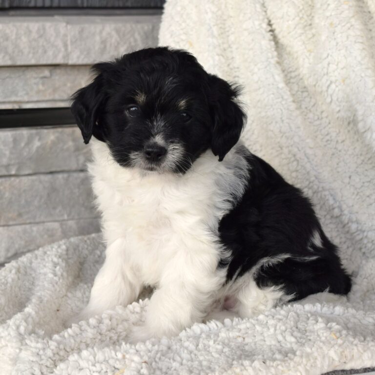 Tillie is a Black and white tri-color F1B Tiny Bernedoodle female puppy. Micro-Mini Bernedoodle