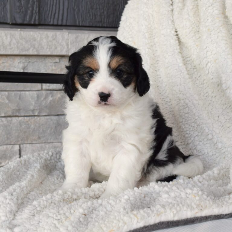 Tina is a Black and white tri-color F1B Tiny Bernedoodle female puppy. Micro-Mini Bernedoodle