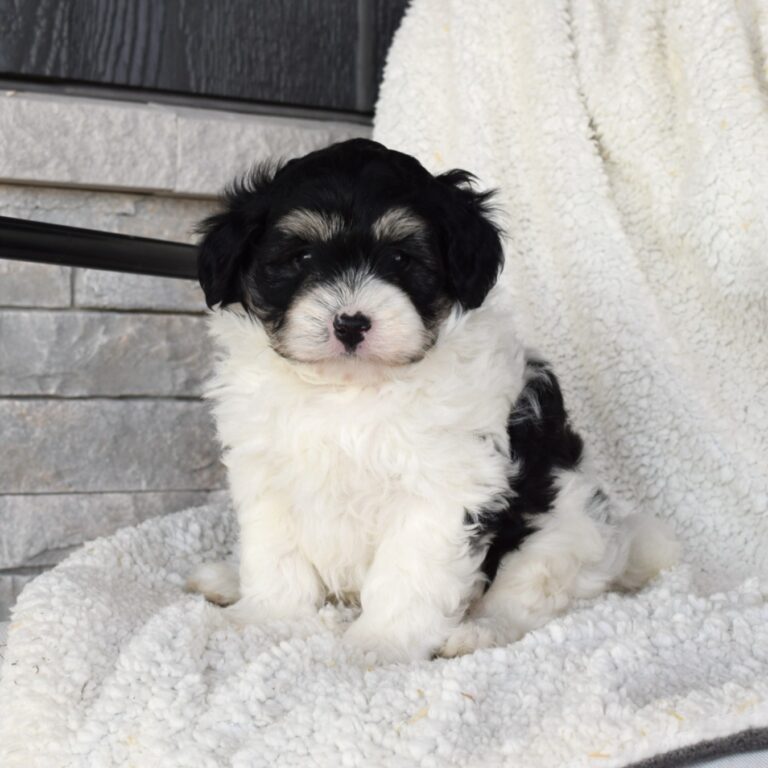 Toby is a Black and white tri-color F1B Tiny Bernedoodle male puppy. Micro-Mini Bernedoodle