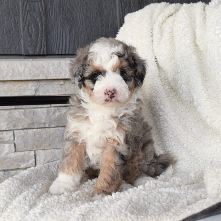 Tucker is a Blue Merle tri-color F1B Tiny Bernedoodle male puppy. Micro-Mini Bernedoodle