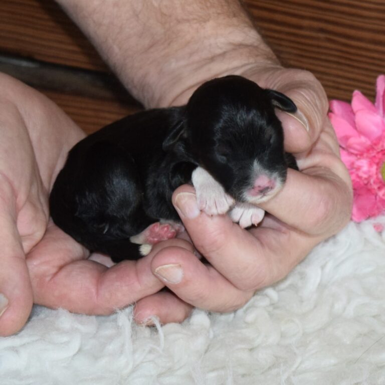 Daisy is our black tri-color F1 Miniature Bernedoodle female.