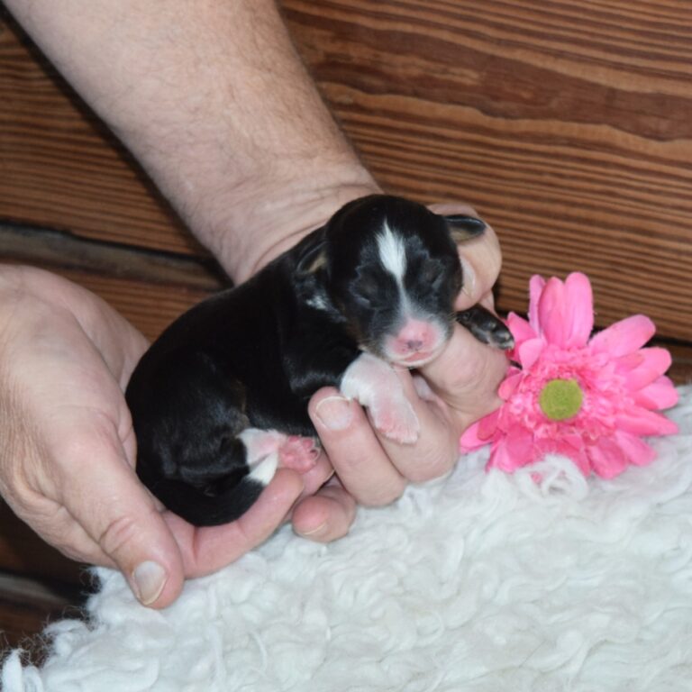 F1 black tri-color mini Bernedoodle female. Health tested, genetic clear, OFA Tested.