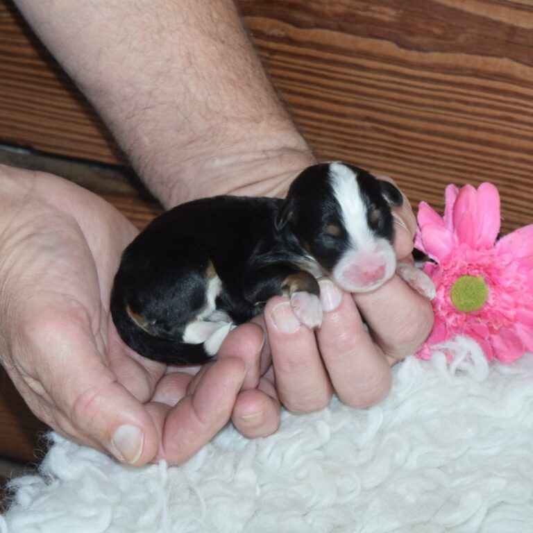 F1 black tri-color mini Bernedoodle female. Health tested, genetic clear, OFA Tested.