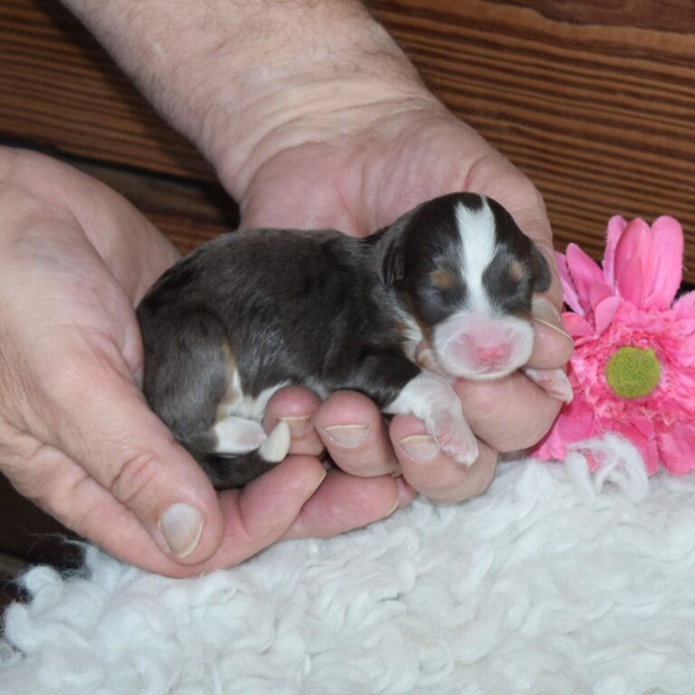 F1 blue merle tri-color mini Bernedoodle female. Health tested, genetic clear, OFA Tested.