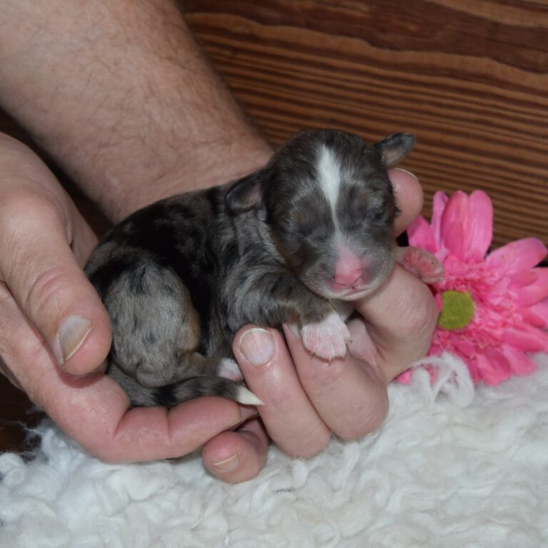 F1 blue merle tri-color mini Bernedoodle female. Health tested, genetic clear, OFA Tested.
