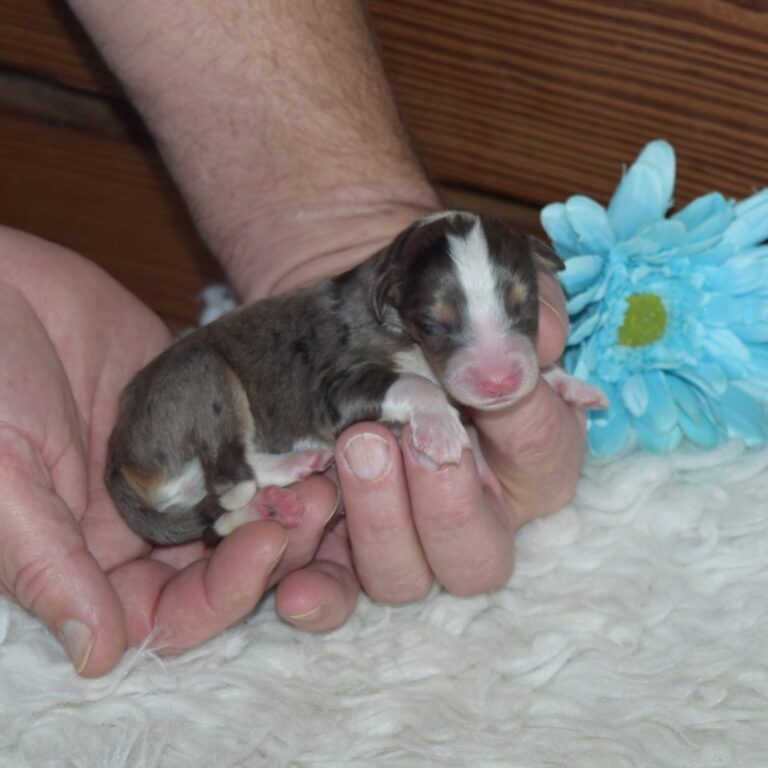 F1 blue merle tri-color mini Bernedoodle male. Health tested, genetic clear, OFA Tested.