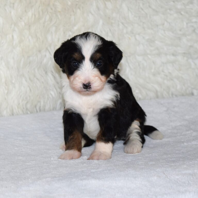 F1 black tri-color mini Bernedoodle female. Health tested, genetic clear, OFA Tested.