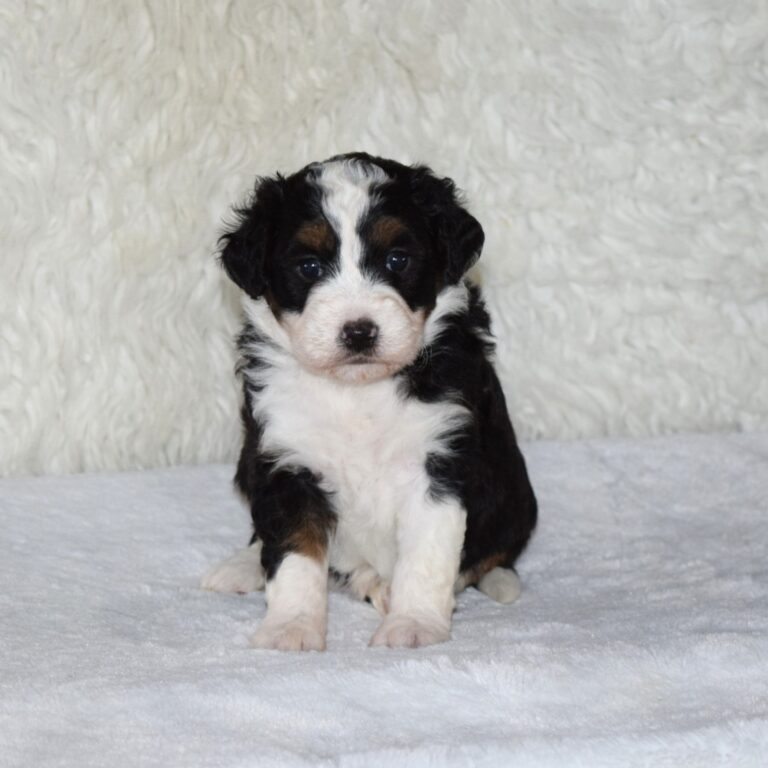 F1 black tri-color mini Bernedoodle female. Health tested, genetic clear, OFA Tested.