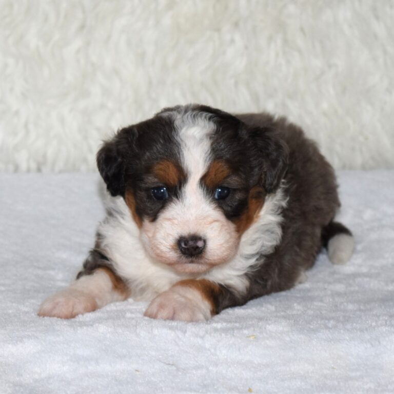 F1 blue merle tri-color mini Bernedoodle female. Health tested, genetic clear, OFA Tested.