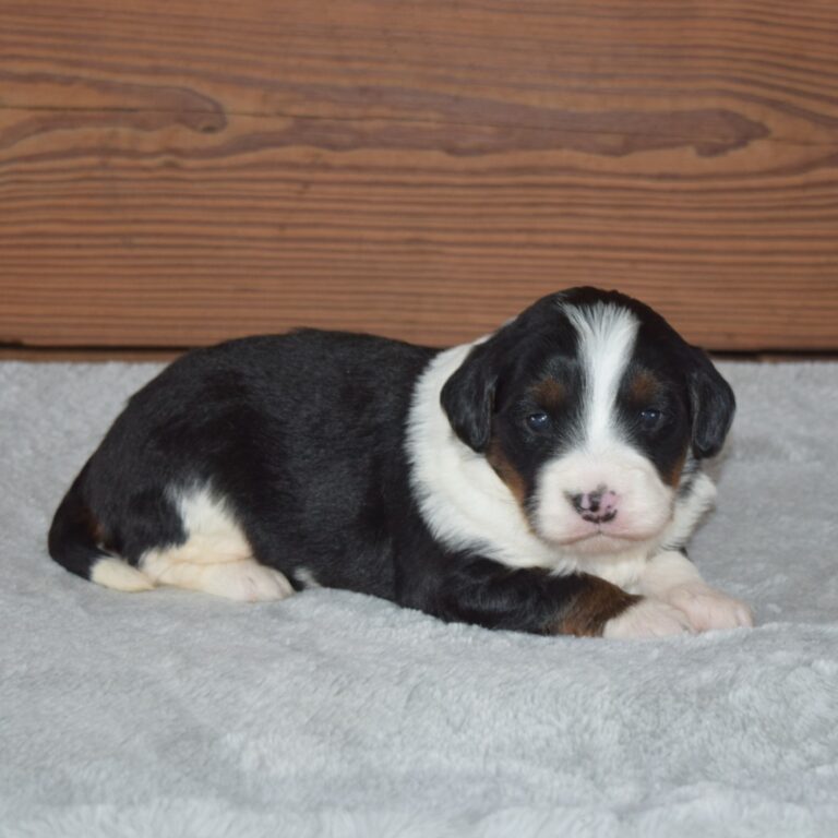 F1 black tri-color mini Bernedoodle female. Health tested, genetic clear, OFA Tested.