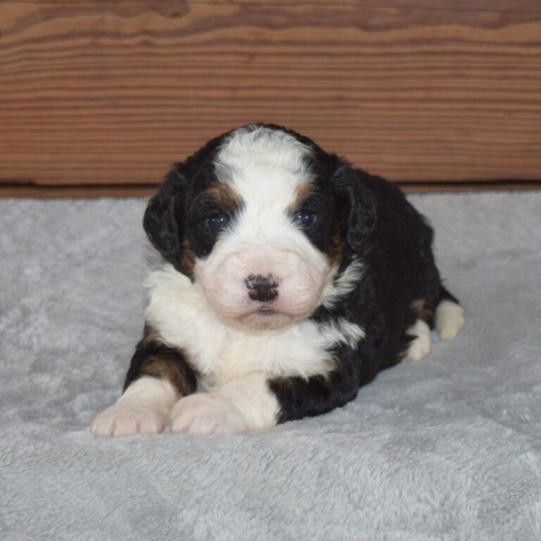 F1 black tri-color mini Bernedoodle female. Health tested, genetic clear, OFA Tested.