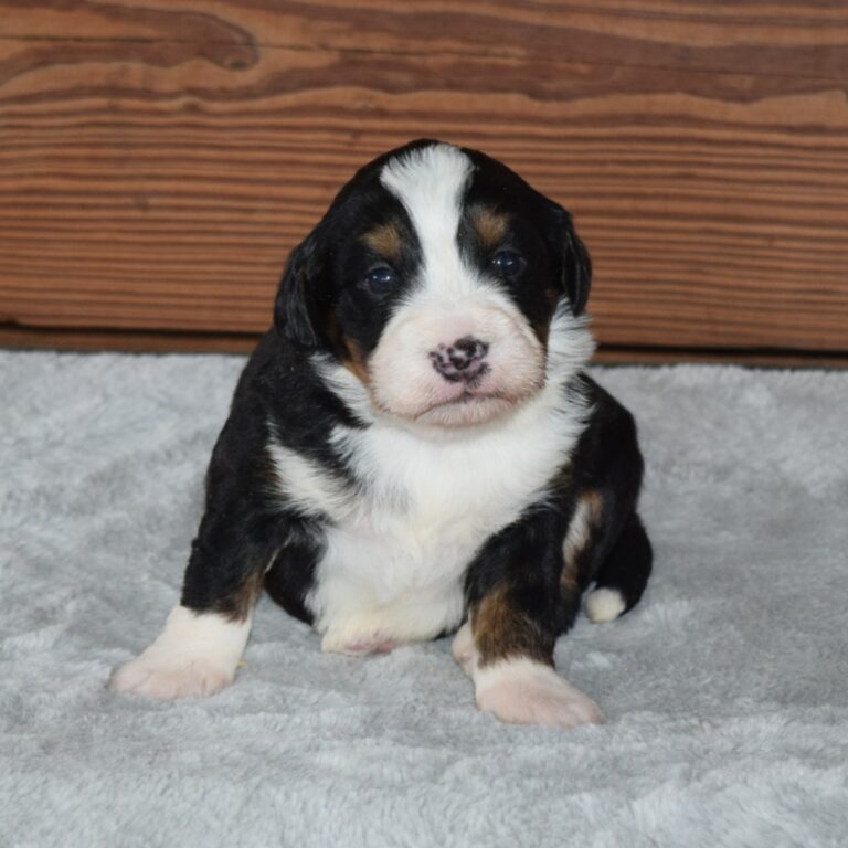 F1 black tri-color mini Bernedoodle female. Health tested, genetic clear, OFA Tested.
