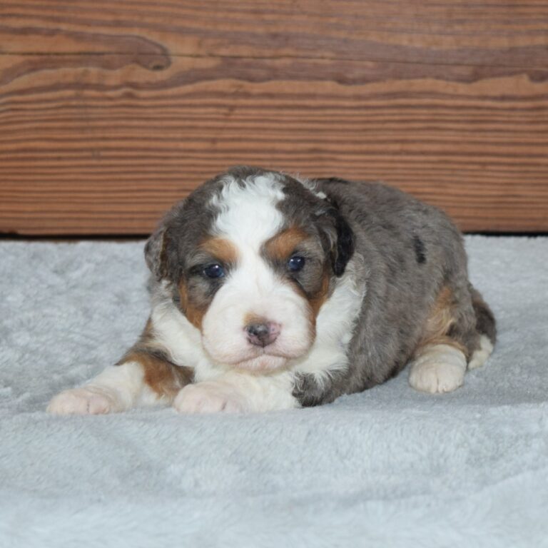 F1 blue merle tri-color mini Bernedoodle female. Health tested, genetic clear, OFA Tested.
