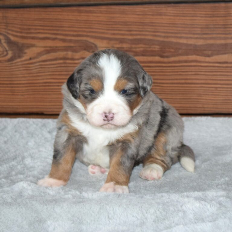 F1 blue merle tri-color mini Bernedoodle female. Health tested, genetic clear, OFA Tested.
