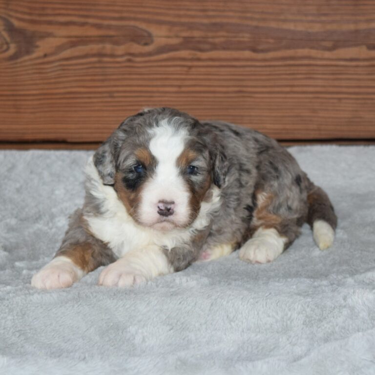 F1 blue merle tri-color mini Bernedoodle female. Health tested, genetic clear, OFA Tested.