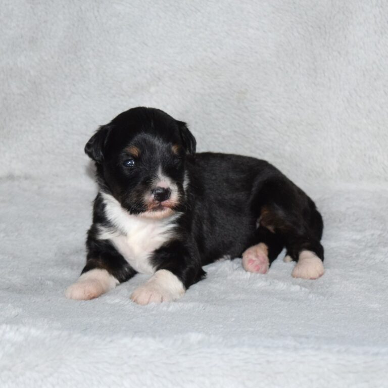 Daisy is our black tri-color F1 Miniature Bernedoodle female.
