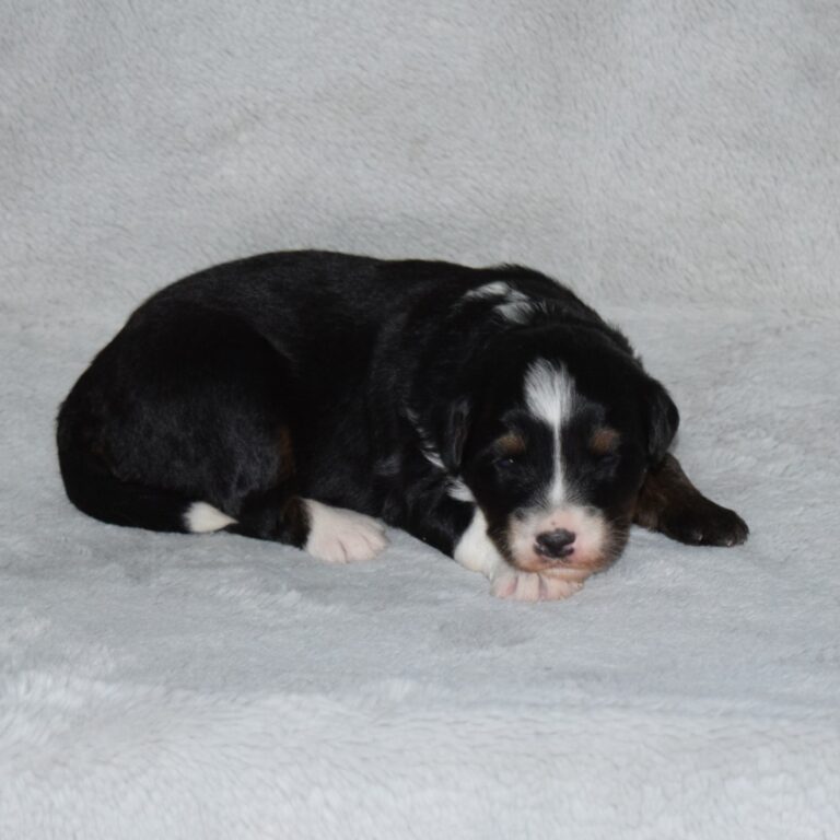 Ella is our black tri-color F1 Miniature Bernedoodle female.