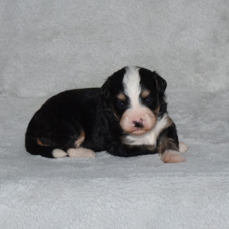 Fiona is our black tri-color F1 Miniature Bernedoodle female.