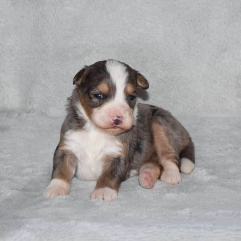 Gianna is our blue merle tri-color F1 Miniature Bernedoodle female.