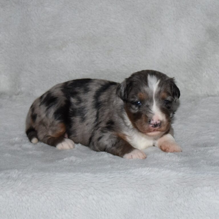 Harper is our blue merle tri-color F1 Miniature Bernedoodle female.