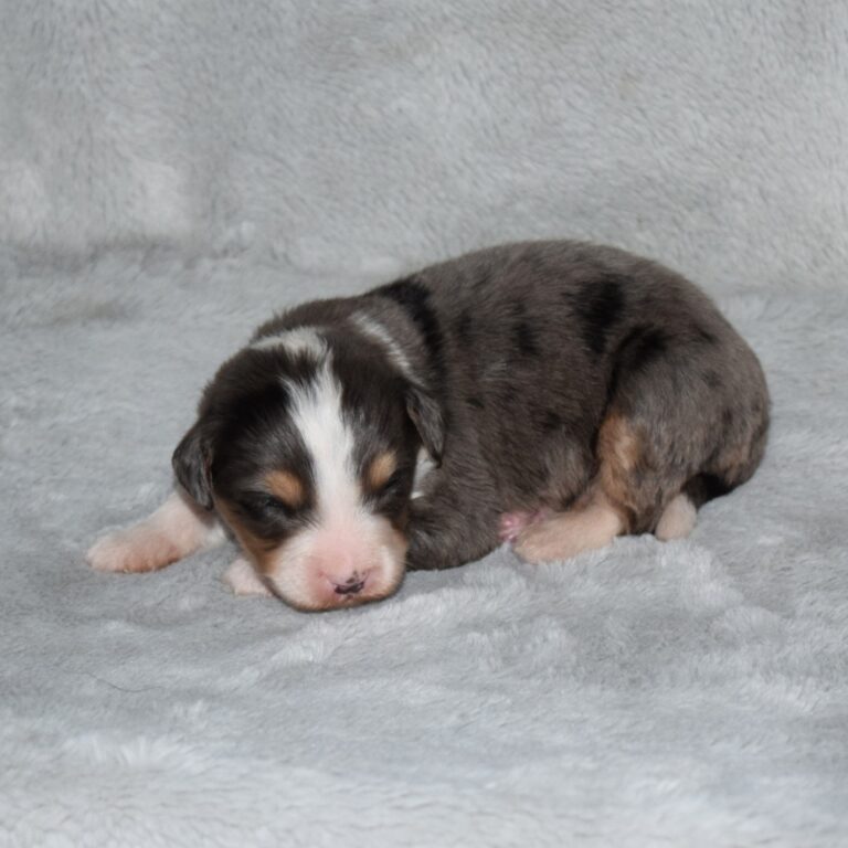 F1 blue merle tri-color mini Bernedoodle male. Health tested, genetic clear, OFA Tested.