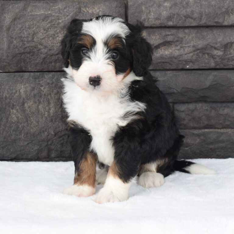F1 black tri-color mini Bernedoodle female. Health tested, genetic clear, OFA Tested.
