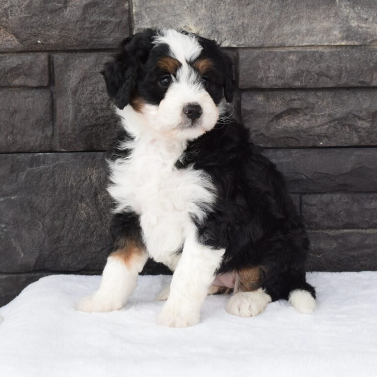 F1 blue merle tri-color mini Bernedoodle male. Health tested, genetic clear, OFA Tested.