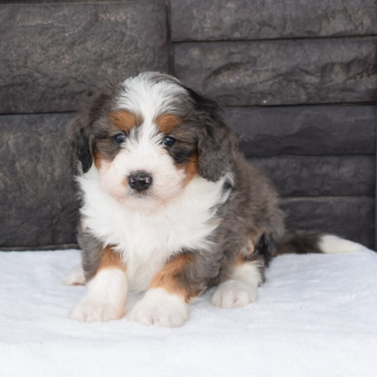 F1 blue merle tri-color mini Bernedoodle female. Health tested, genetic clear, OFA Tested.