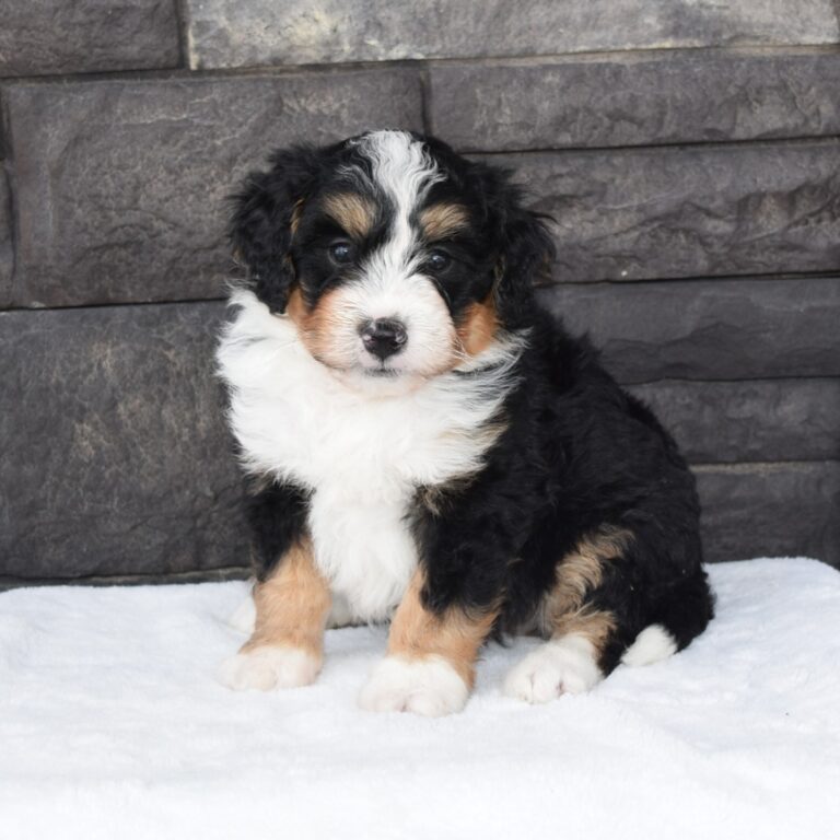 F1 black tri-color mini Bernedoodle male. Health tested, genetic clear, OFA Tested.