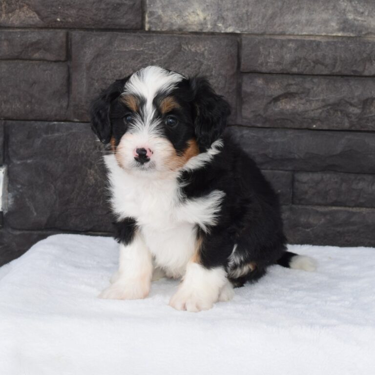F1 black tri-color mini Bernedoodle male. Health tested, genetic clear, OFA Tested.
