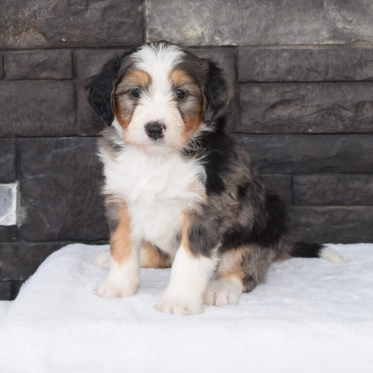 F1 blue merle tri-color mini Bernedoodle female. Health tested, genetic clear, OFA Tested.