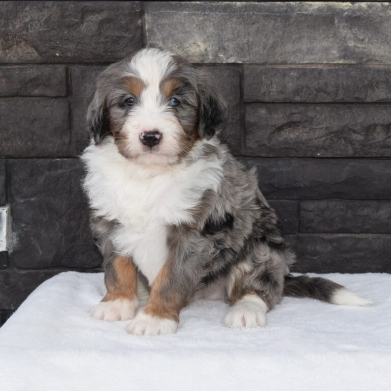 F1 blue merle tri-color mini Bernedoodle male. Health tested, genetic clear, OFA Tested.