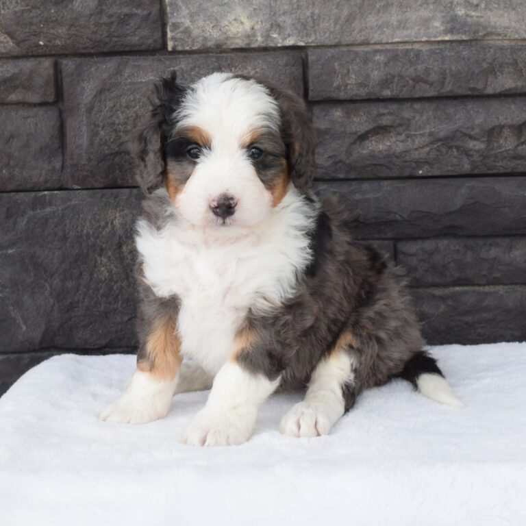 F1 blue merle tri-color mini Bernedoodle male. Health tested, genetic clear, OFA Tested.