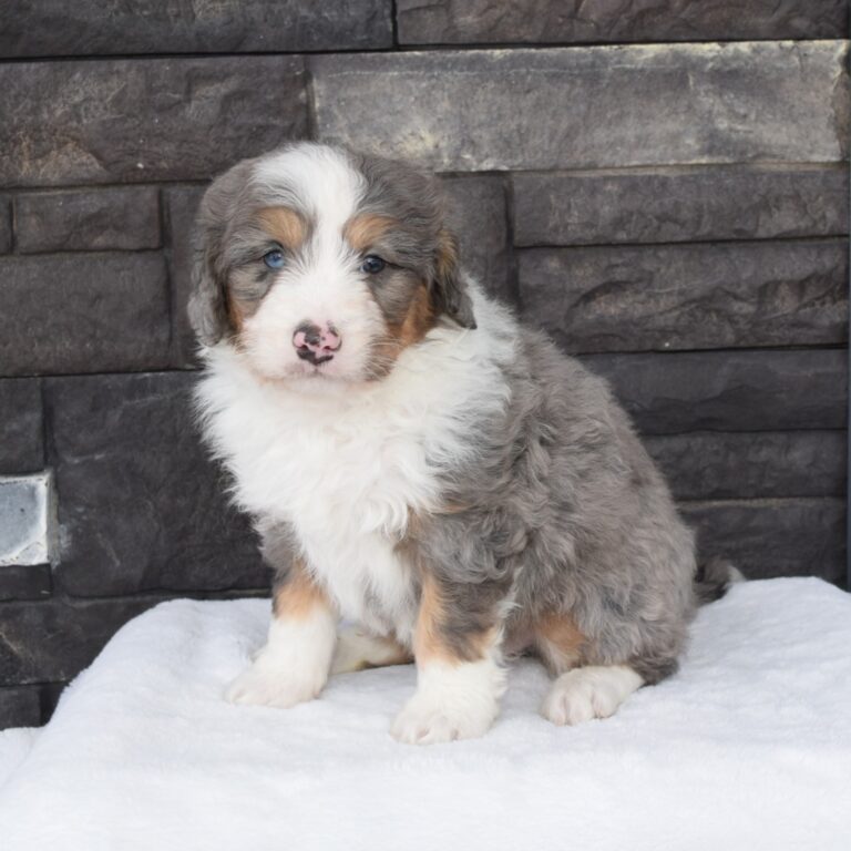 F1 blue merle tri-color mini Bernedoodle male. Health tested, genetic clear, OFA Tested.
