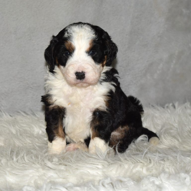 F1 black tri-color mini Bernedoodle female. Health tested, genetic clear, OFA Tested.