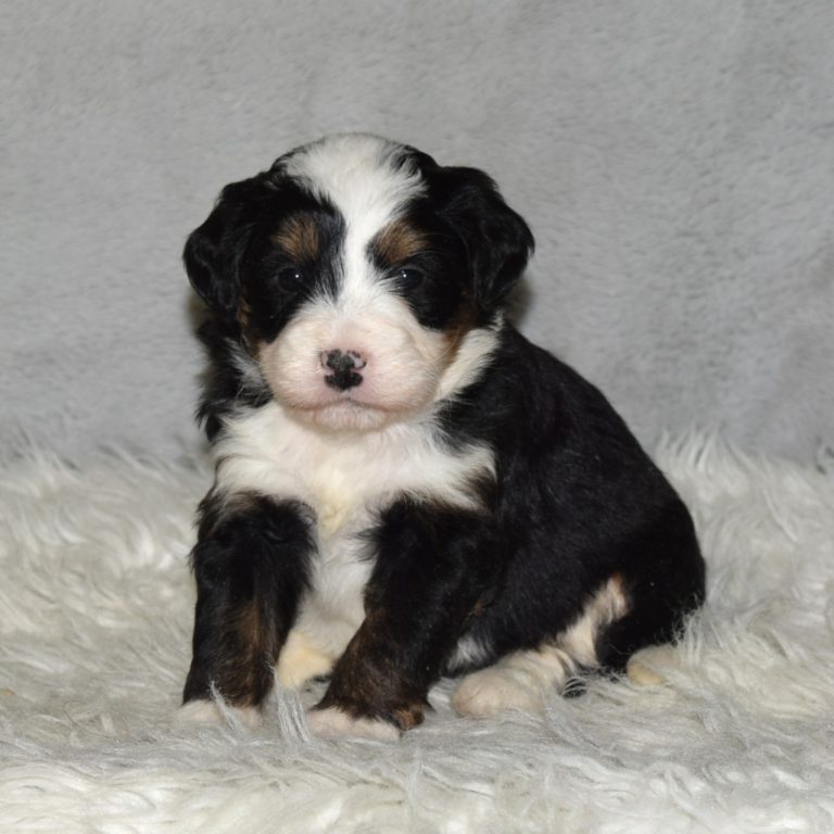 F1 black tri-color mini Bernedoodle female. Health tested, genetic clear, OFA Tested.