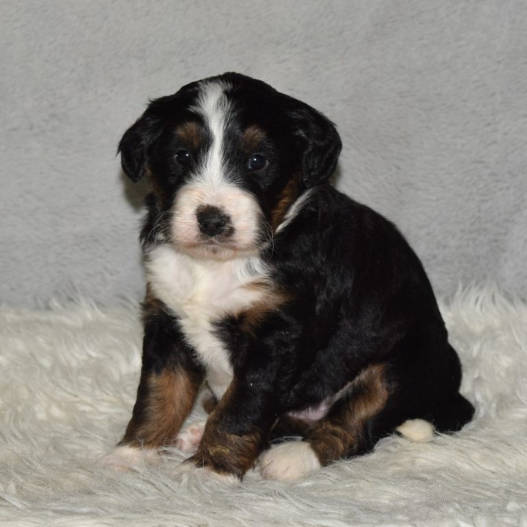 F1 black tri-color mini Bernedoodle female. Health tested, genetic clear, OFA Tested.