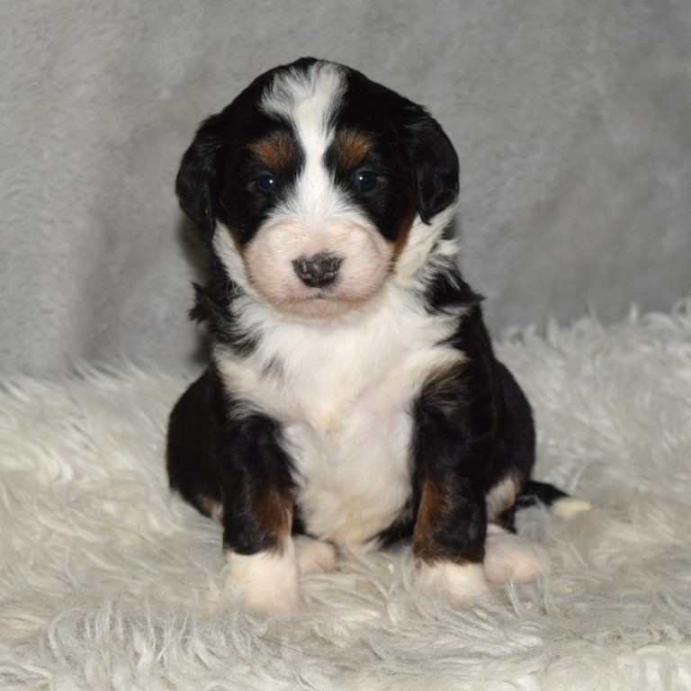 F1 black tri-color mini Bernedoodle female. Health tested, genetic clear, OFA Tested.