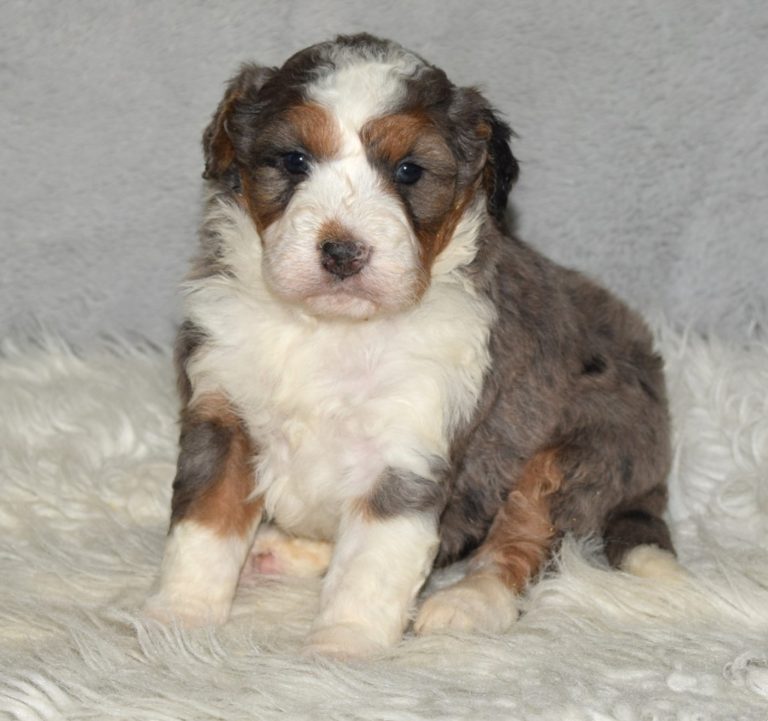 F1 blue merle tri-color mini Bernedoodle female. Health tested, genetic clear, OFA Tested.