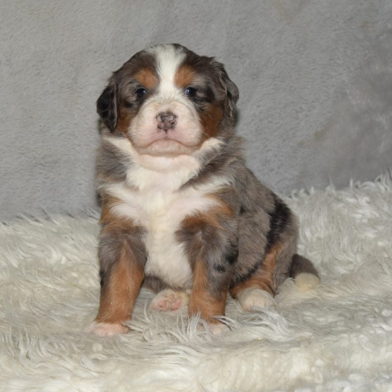 F1 blue merle tri-color mini Bernedoodle female. Health tested, genetic clear, OFA Tested.