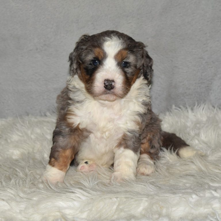 F1 blue merle tri-color mini Bernedoodle female. Health tested, genetic clear, OFA Tested.