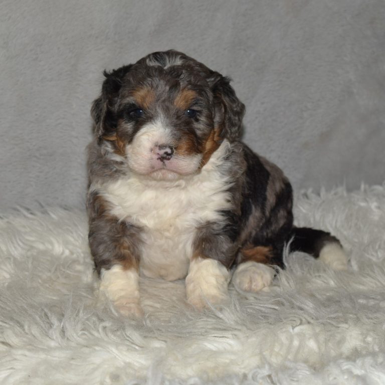 F1 blue merle tri-color mini Bernedoodle male. Health tested, genetic clear, OFA Tested.