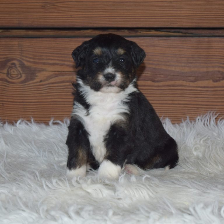 F1 black tri-color mini Bernedoodle female. Health tested, genetic clear, OFA Tested.