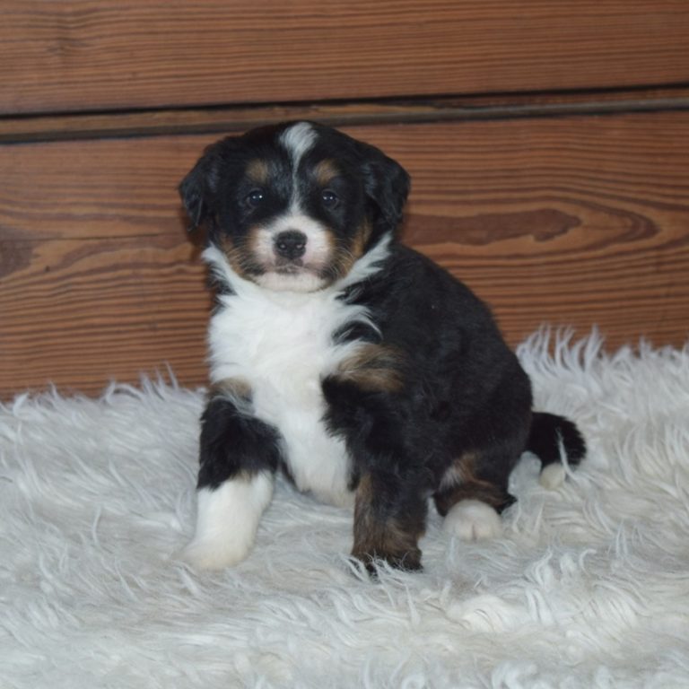 F1 black tri-color mini Bernedoodle female. Health tested, genetic clear, OFA Tested.