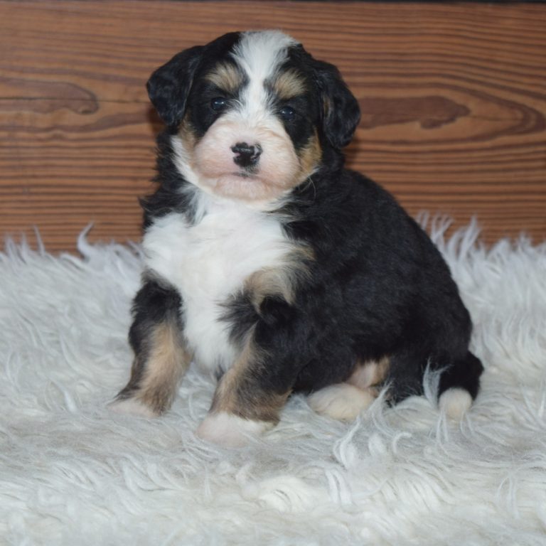 Fiona is our black tri-color F1 Miniature Bernedoodle female.