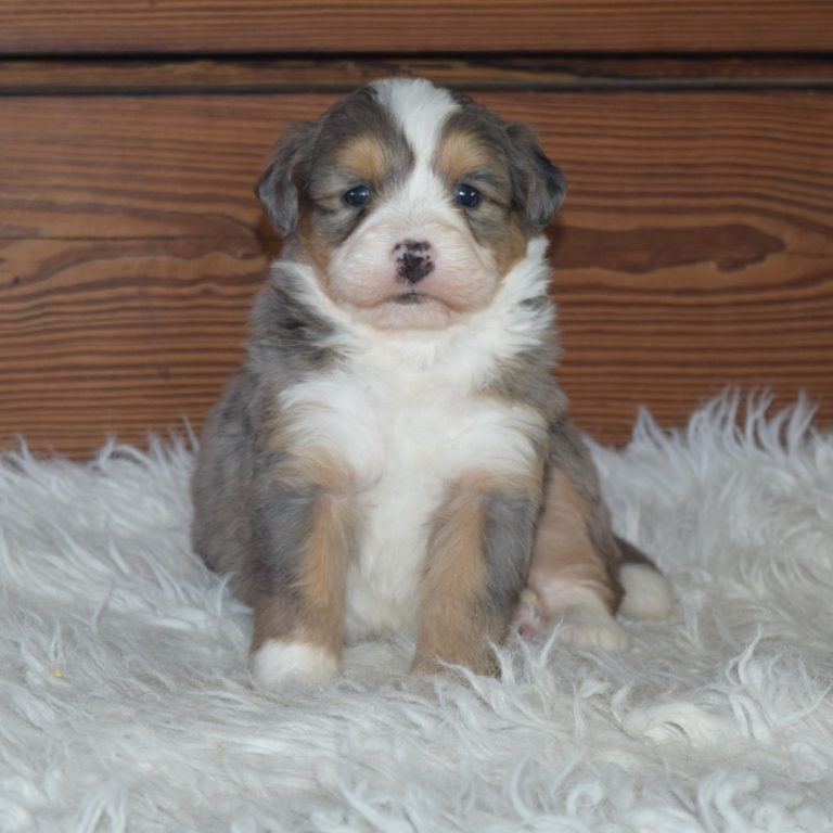 Gianna is our blue merle tri-color F1 Miniature Bernedoodle female.